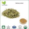 strengthening yang damiana leaf extract powder sexual powder natural damiana extract