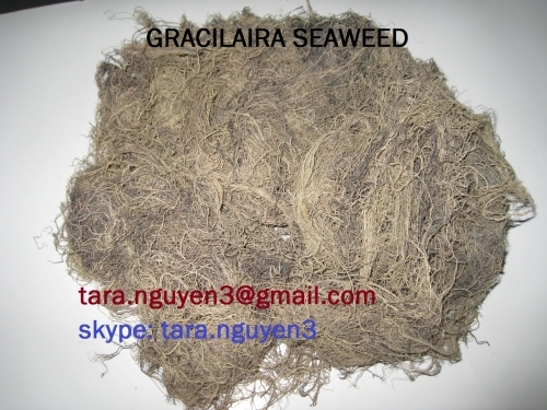 GRACILARIA SEAWEED/ agar agar seaweed