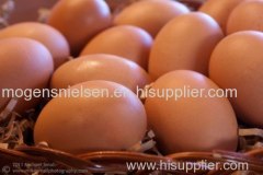 Fresh brown and white Shell Chicken Eggs