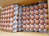 Broiler Hatching Eggs ROSS 308 and COBB 500