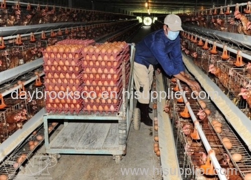 fresh white and brown chicken eggs