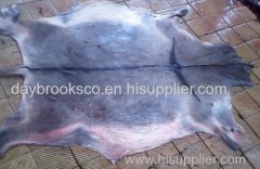 animal hides and skins