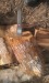 Alder birch oak firewood wood timber Kiln Dried Firewood 1m-10m