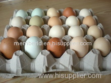 Fresh table chicken eggs white and brown