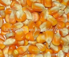 White and Yellow Corn Maize for Human Cunsumption and Animal Feed