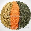 Green Lentils HPS Quality Dry Green Import Red Lentils