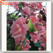 Red and pink silk flowers Artificial high simulation peach blossom real wood stem tree