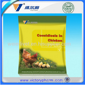 Chicken poultry coccidiosis scattered