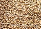Cereal Color Sorter Machine