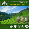 Green tea extract Tea polyphenol EGCG Catechins L-theanine