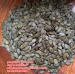 snow white pumpkin seeds for iraq/egypt/ iran/ market