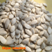 snow white pumpkin seeds for iraq/egypt/ iran/ market