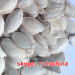 shine skin pumpkin seeds for greece UAE egypt