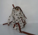 Backpack for lady /Fashion canvas bag