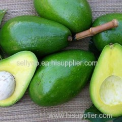 FRESH AVOCADO ORIGIN VIETNAM