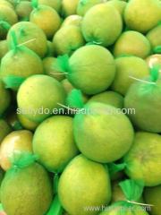 FRESH POMELO ORIGIN VIETNAM