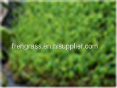 Landscape Grass WF- W11000