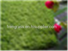 Landscape Grass WF -2M