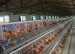 A type layer chicken cage galvanized wire mesh layer chicken cage