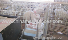 welded wire mesh young & female rabbit cage Kenya poultry farm