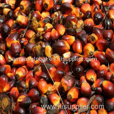 palm kernel nuts for sale