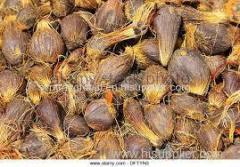 palm kernel nuts for sale