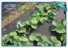 Biodegradable Garden Weed Control Fabric 100 % Virgin PP Non Woven Film