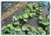 Biodegradable Garden Weed Control Fabric 100 % Virgin PP Non Woven Film