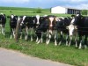 Dairy Cattles Holstein Jersey Open Heifers Angus Jersey Calves Angus for sale