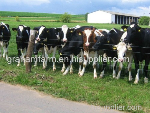 Dairy Cattles Holstein Jersey Open Heifers Angus Jersey Calves Angus for sale