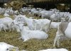 GOATS Excellent Quality standard size milking goats For Sale