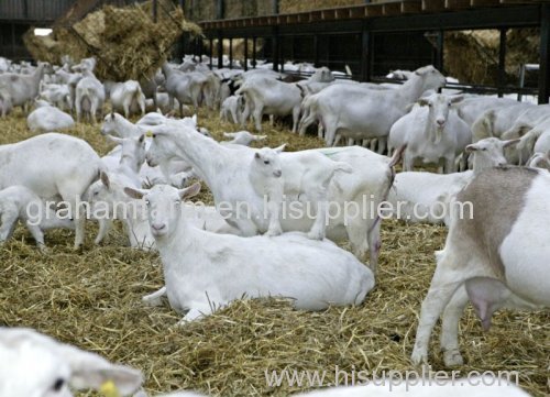 GOATS Excellent Quality standard size milking goats For Sale
