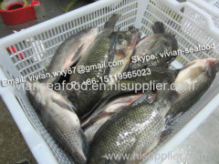 China Frozen Black Tilapia Fish (Oreochromis Niloticus/Oreochromis Mossambicus)