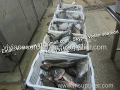 China Frozen Black Tilapia Fish (Oreochromis Niloticus/Oreochromis Mossambicus)