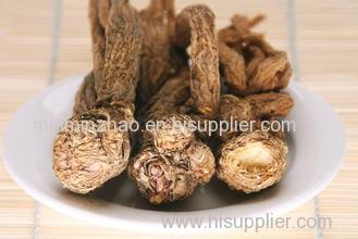 High Quality Angelica Root Extract