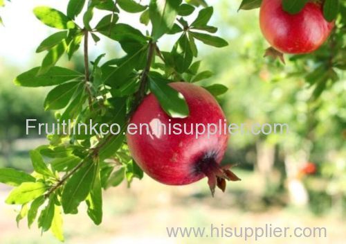 fresh egyptian pomegranates by fruit linke