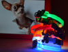 LED Nylon Cartoon Dog Collar