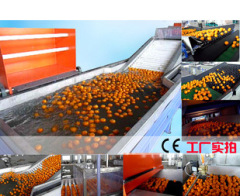 Fruit Washing Waxing Drying Grading Machine/Lemon Sorting Machine/Round Vegetable Sizing