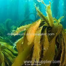 Kelp Extracts Product Product Product