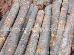 Beech wood hardwood Logs and lumber solid wood