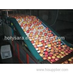 mango fruit grading machine / Apple washing sorting machine