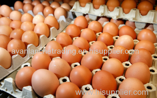 Organic Fresh Chicken Table Eggs & Fertilized Hatching Eggs