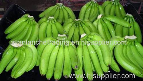 Bananas Cavendish Bananas Fresh Fruits!