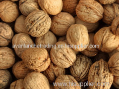 wholesale Common Walnut walnut price