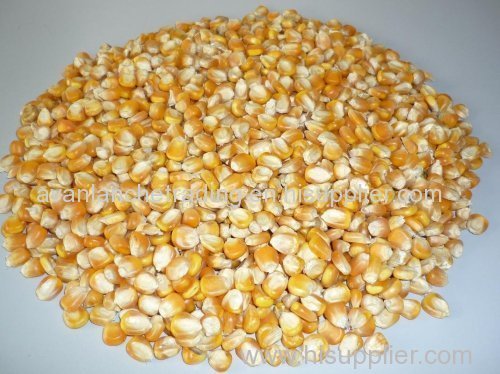 Yellow Corn Available for sell