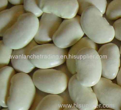 white kidney beans / butter bean / white bean