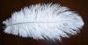 Ostrich Feather in large quantity