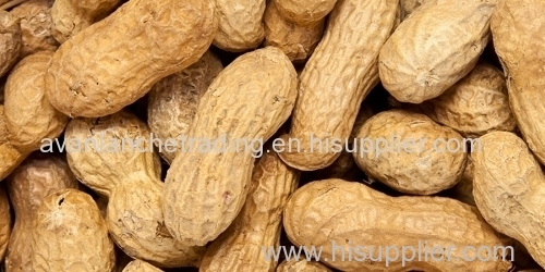 Delicious peanuts in shell for sale