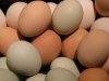 Fresh Chicken Eggs avail