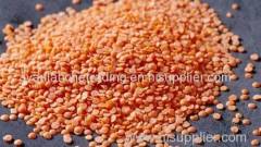 Split Red Lentils available in stock